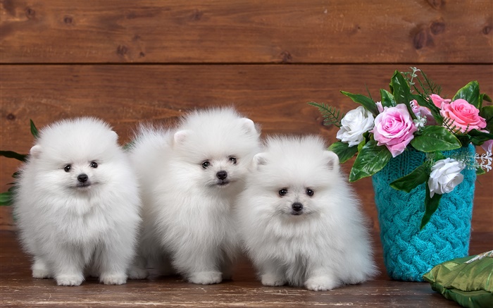 세 개의 흰색 강아지, 장미 꽃 배경 화면 그림