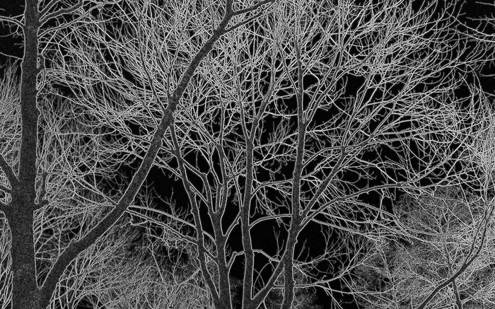 검은 색과 흰색 나무, 디자인, 배경 화면 그림