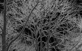 검은 색과 흰색 나무, 디자인, HD 배경 화면