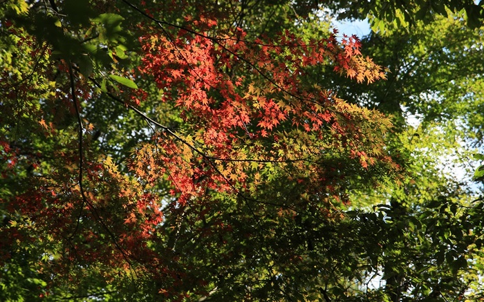 녹색과 빨간색 나무, 단풍 나무 잎, 햇빛, 가을 배경 화면 그림