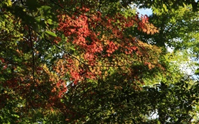 녹색과 빨간색 나무, 단풍 나무 잎, 햇빛, 가을 HD 배경 화면