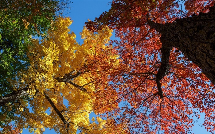 나무, 노란색과 붉은 단풍, 가을 배경 화면 그림
