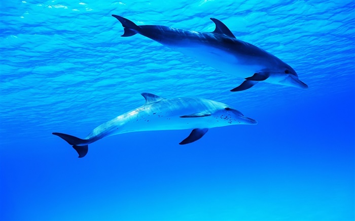 두 돌고래, 수중, 바다, 바다 배경 화면 그림