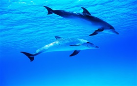 두 돌고래, 수중, 바다, 바다 HD 배경 화면
