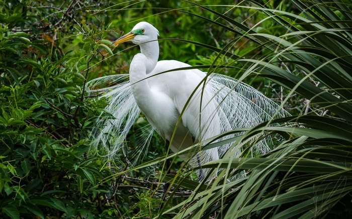 흰 새, 왜가리, 푸른 잔디 배경 화면 그림