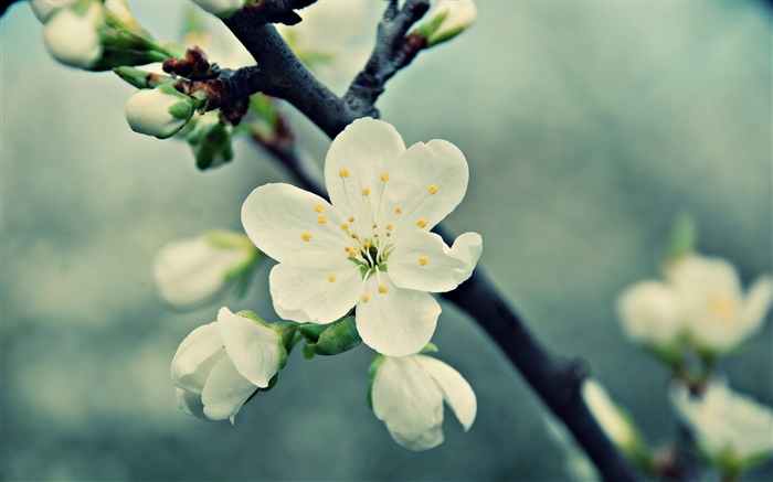 흰색 벚꽃 꽃, 꽃잎, 봄, 꽃 배경 화면 그림