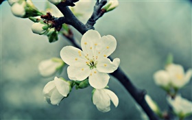 흰색 벚꽃 꽃, 꽃잎, 봄, 꽃 HD 배경 화면