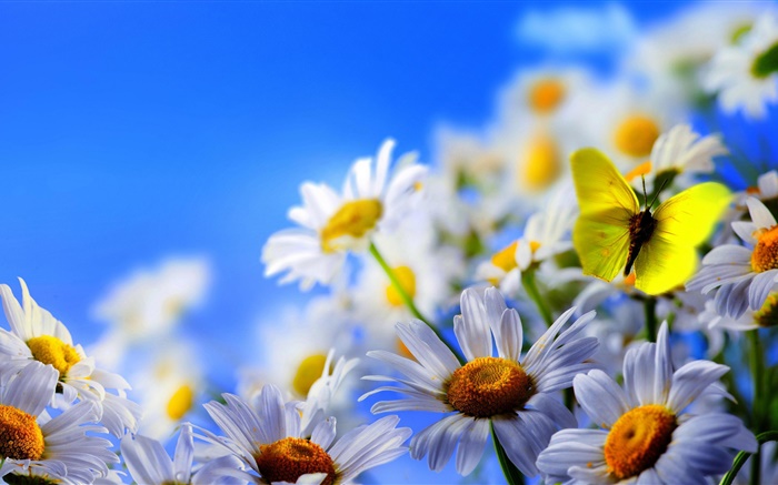 흰색 데이지 꽃, 나비, 푸른 하늘 배경 화면 그림