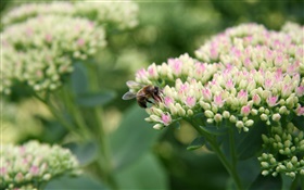 흰색 작은 꽃, 벌, 곤충, 나뭇잎 HD 배경 화면