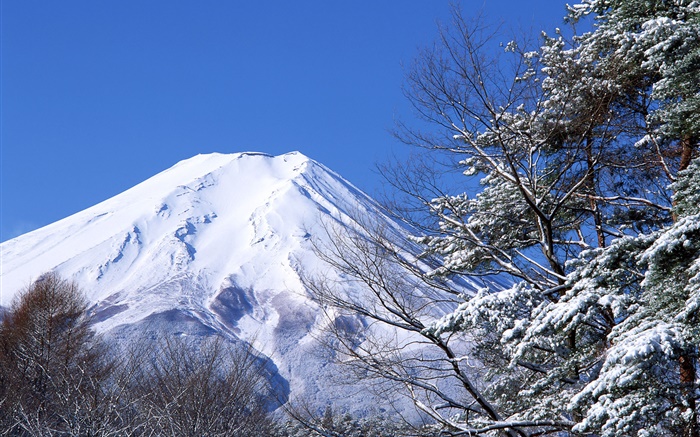 흰색 세계, 겨울, 눈, 후지산, 일본 배경 화면 그림