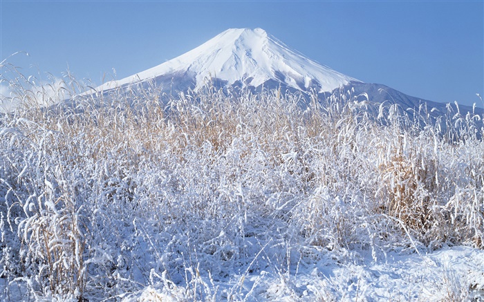 겨울, 잔디, 눈, 후지산, 일본 배경 화면 그림