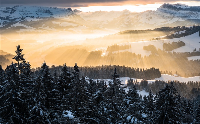 겨울, 산, 아침, 태양 광선, 나무, 눈 배경 화면 그림