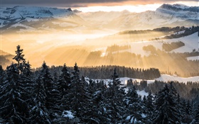 겨울, 산, 아침, 태양 광선, 나무, 눈 HD 배경 화면