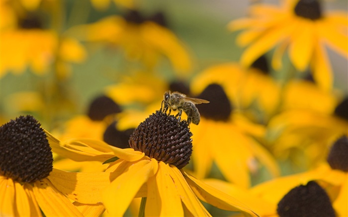 노란색 꽃, 검은 암술, 꿀벌 배경 화면 그림