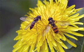 노란색 꽃, 국화, 두 꿀벌 HD 배경 화면