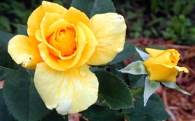 노란 장미 꽃