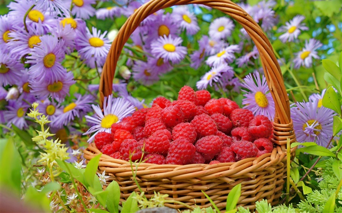 바구니 빨강 나무 딸기, 과꽃 꽃 배경 화면 그림