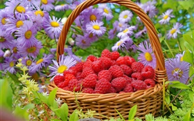 바구니 빨강 나무 딸기, 과꽃 꽃 HD 배경 화면