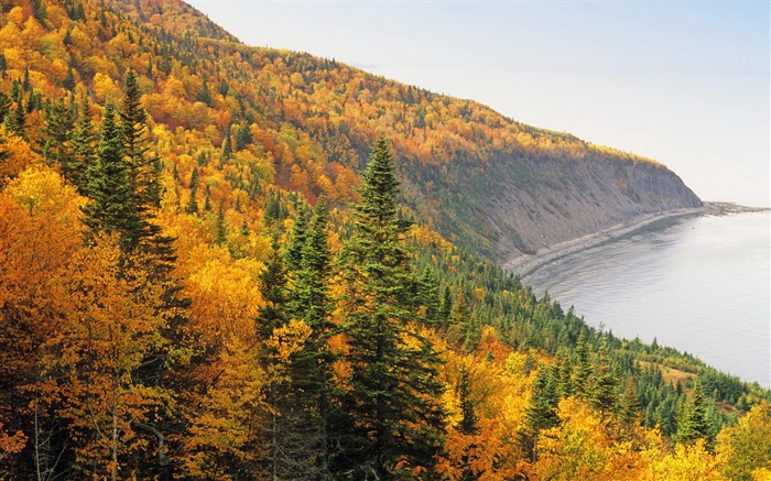 가을, 산, 숲, 나무, 해안, 바다 배경 화면 그림
