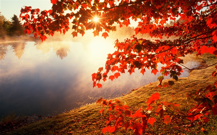 가을, 단풍, 단풍 나무, 강, 태양 광선 배경 화면 그림