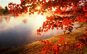 가을, 단풍, 단풍 나무, 강, 태양 광선 HD 배경 화면