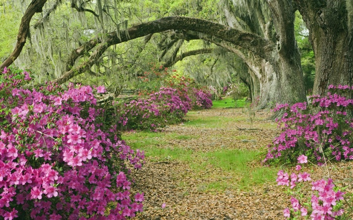 철쭉, 나무, 잔디, 골목, 사우스 캐롤라이나, 미국 배경 화면 그림