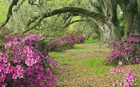 철쭉, 나무, 잔디, 골목, 사우스 캐롤라이나, 미국 HD 배경 화면