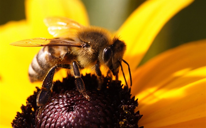 꿀벌 근접 촬영, 노란색 꽃잎 꽃 배경 화면 그림