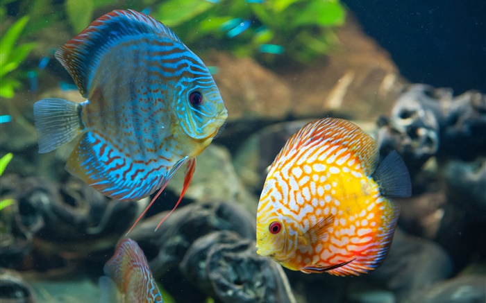 파란색과 노란색 물고기, 수중, 산호초 배경 화면 그림