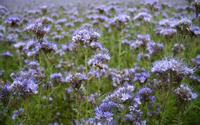 블루 야생화, 벌, 봄 배경 화면 그림