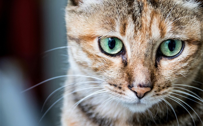 고양이 초상화, 녹색 눈, 수염 배경 화면 그림