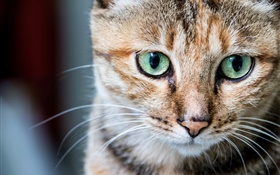 고양이 초상화, 녹색 눈, 수염 HD 배경 화면