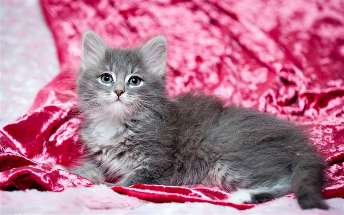 귀여운 회색 고양이, 빨간색 배경 배경 화면 그림