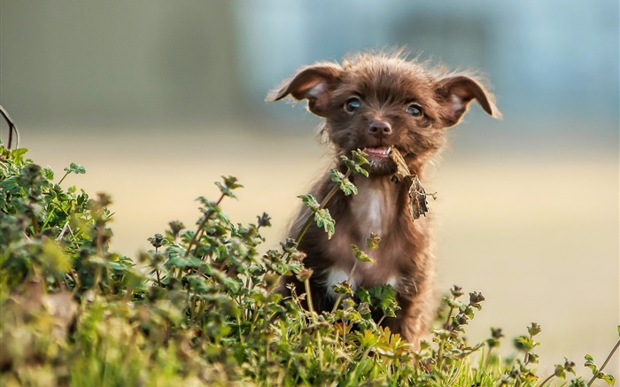 귀여운 강아지, 잔디, 나뭇잎 배경 화면 그림