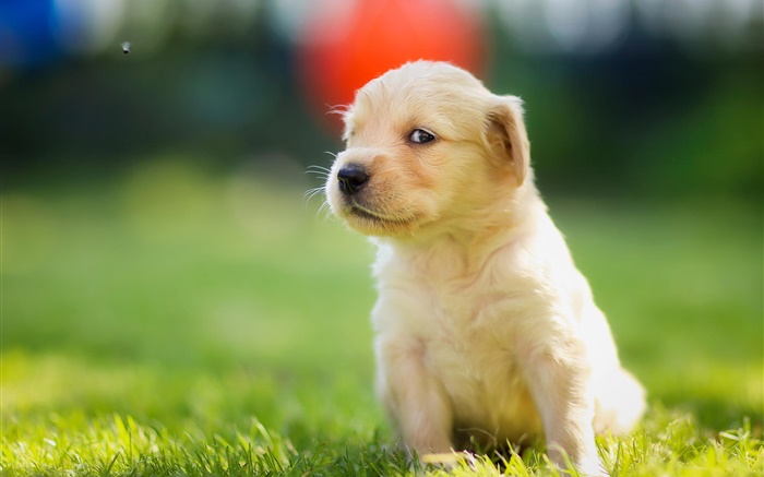 잔디에 귀여운 강아지, 골든 리트리버 배경 화면 그림