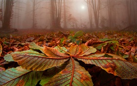 숲, 나무, 안개, 잎, 땅, 새벽 HD 배경 화면