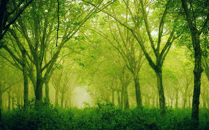 숲, 나무, 녹색 스타일 배경 화면 그림