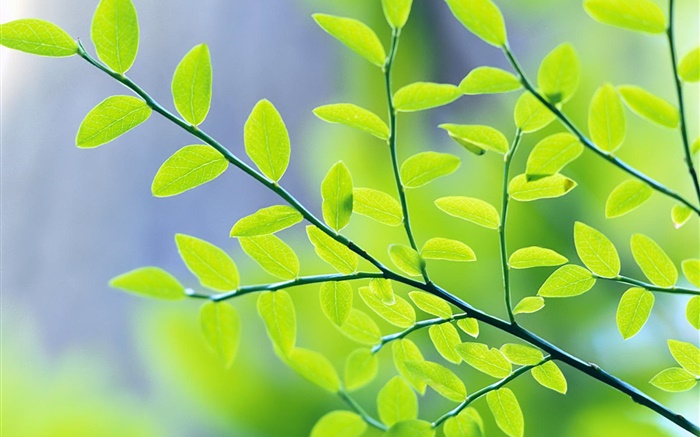 녹색 나뭇잎, 나뭇 가지, 나뭇잎, 봄 배경 화면 그림