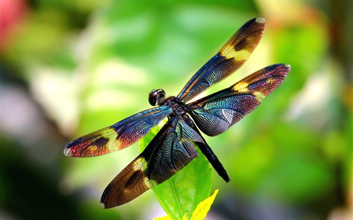 곤충 근접 촬영, 잠자리, 날개, 나뭇잎 배경 화면 그림
