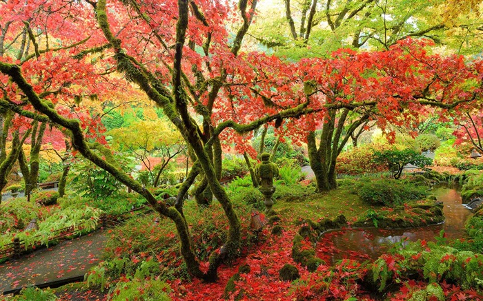 단풍 나무, 공원, 가을, 밴쿠버 섬, 캐나다 배경 화면 그림