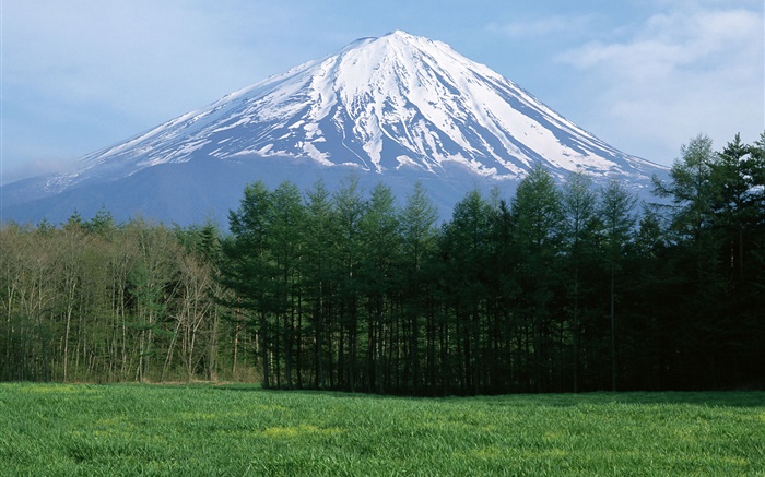 후지산, 눈, 숲, 잔디, 일본 배경 화면 그림