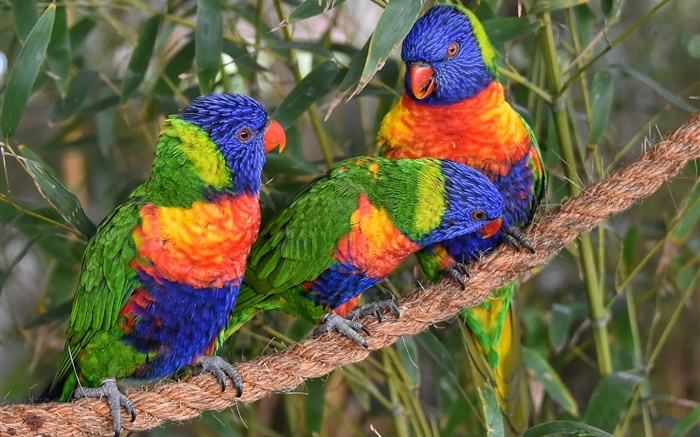 여러 가지 빛깔의 훙 잉 꼬, 앵무새, 세 마리의 새 배경 화면 그림