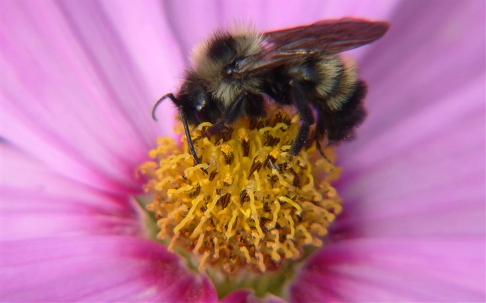 분홍색 꽃잎 꽃, 암술, 곤충 꿀벌 확대 배경 화면 그림