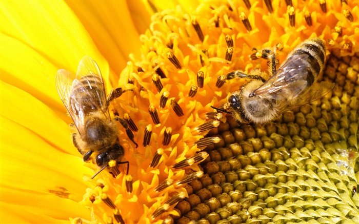 암술, 해바라기, 꿀벌 배경 화면 그림