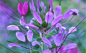 식물 매크로, 잎, 보라색 꽃 HD 배경 화면