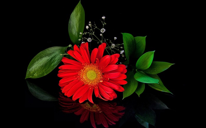 빨간색 gerbera, 꽃 근접, 꽃잎 배경 화면 그림