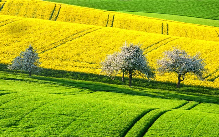 봄 아름다운 유채 필드, 노란색과 녹색 나무, 독일 배경 화면 그림
