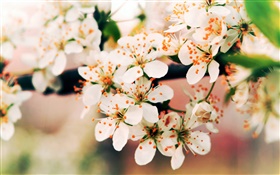봄 꽃 꽃, 나뭇 가지, 나뭇잎 HD 배경 화면