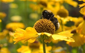 봄, 노란 꽃, 벌, 곤충 HD 배경 화면
