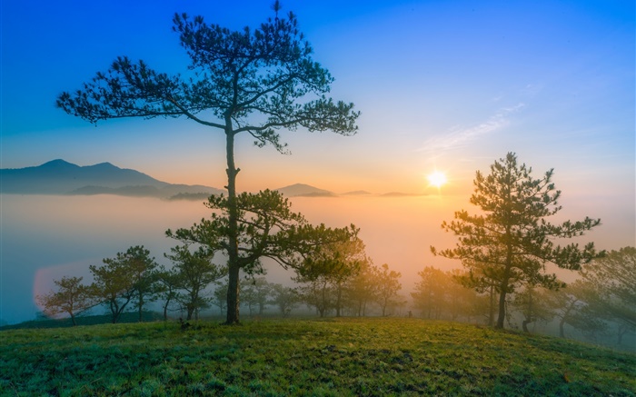 일출 아침, 새벽, 소나무, 안개, 산 배경 화면 그림
